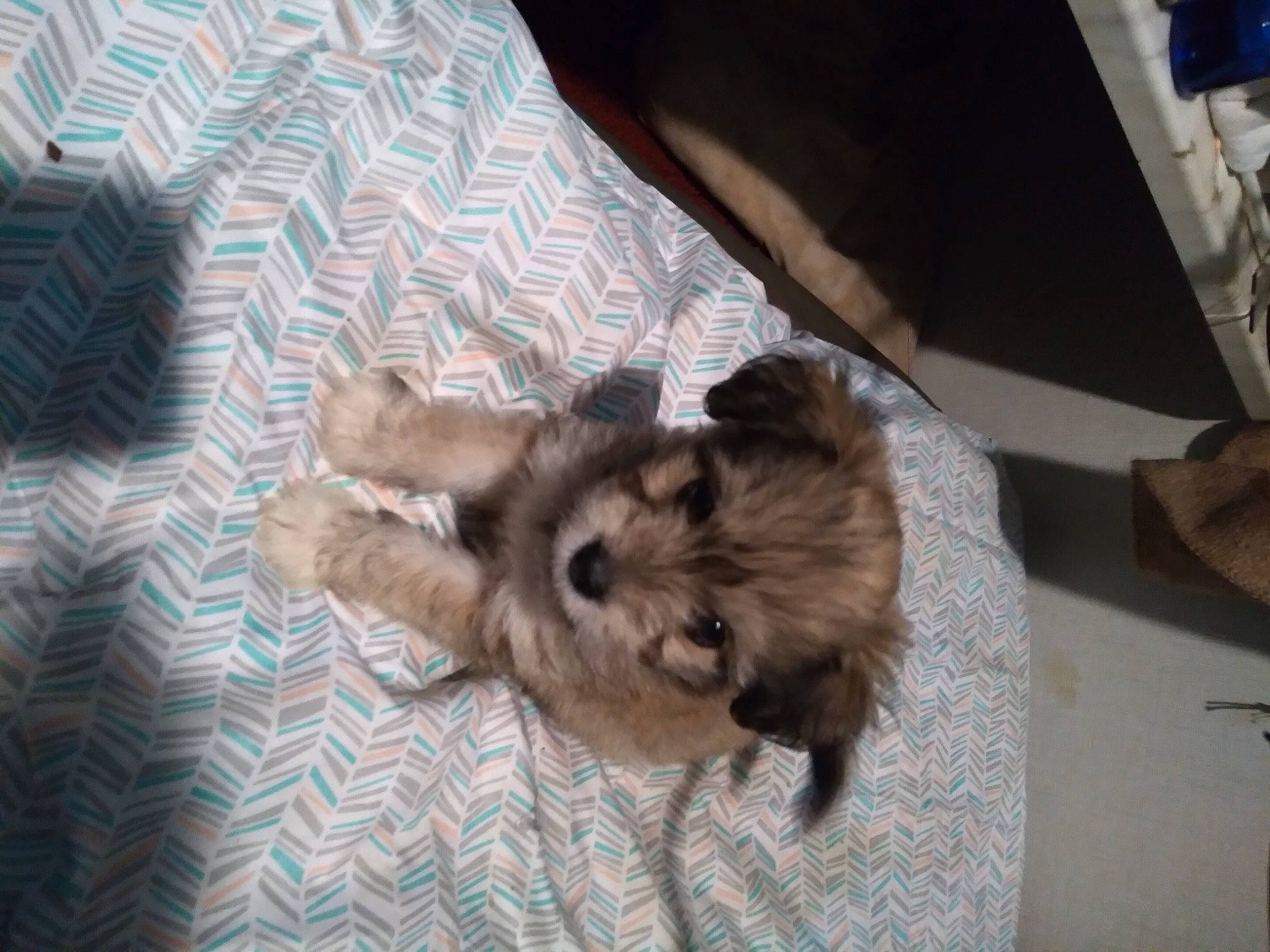 Flint joined the competition — help win amazing prizes! carnivore, comfort, companion_dog, dog, dog_breed, dog_supply, fawn, felidae, flooring, fur, liver, pattern, paw, small_terrier, small_to_medium_sized_cats, terrestrial_animal, terrier, toy_dog, wood, working_animal