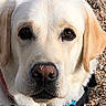 animal, canine, close_up, collar, companion, cute, dog, ears, friendly, fur, gravel, labrador_retriever, looking_at_camera, nose, outdoor, pet, portrait, tag, whiskers, yellow_coat