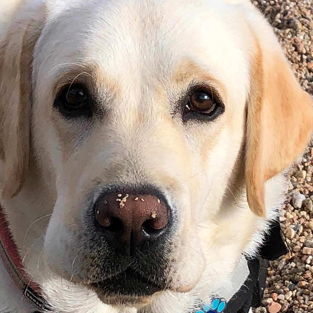 Gougounette a rejoint le concours — aidez-le/la à gagner de superbes lots ! animal, canine, close_up, collar, companion, cute, dog, ears, friendly, fur, gravel, labrador_retriever, looking_at_camera, nose, outdoor, pet, portrait, tag, whiskers, yellow_coat