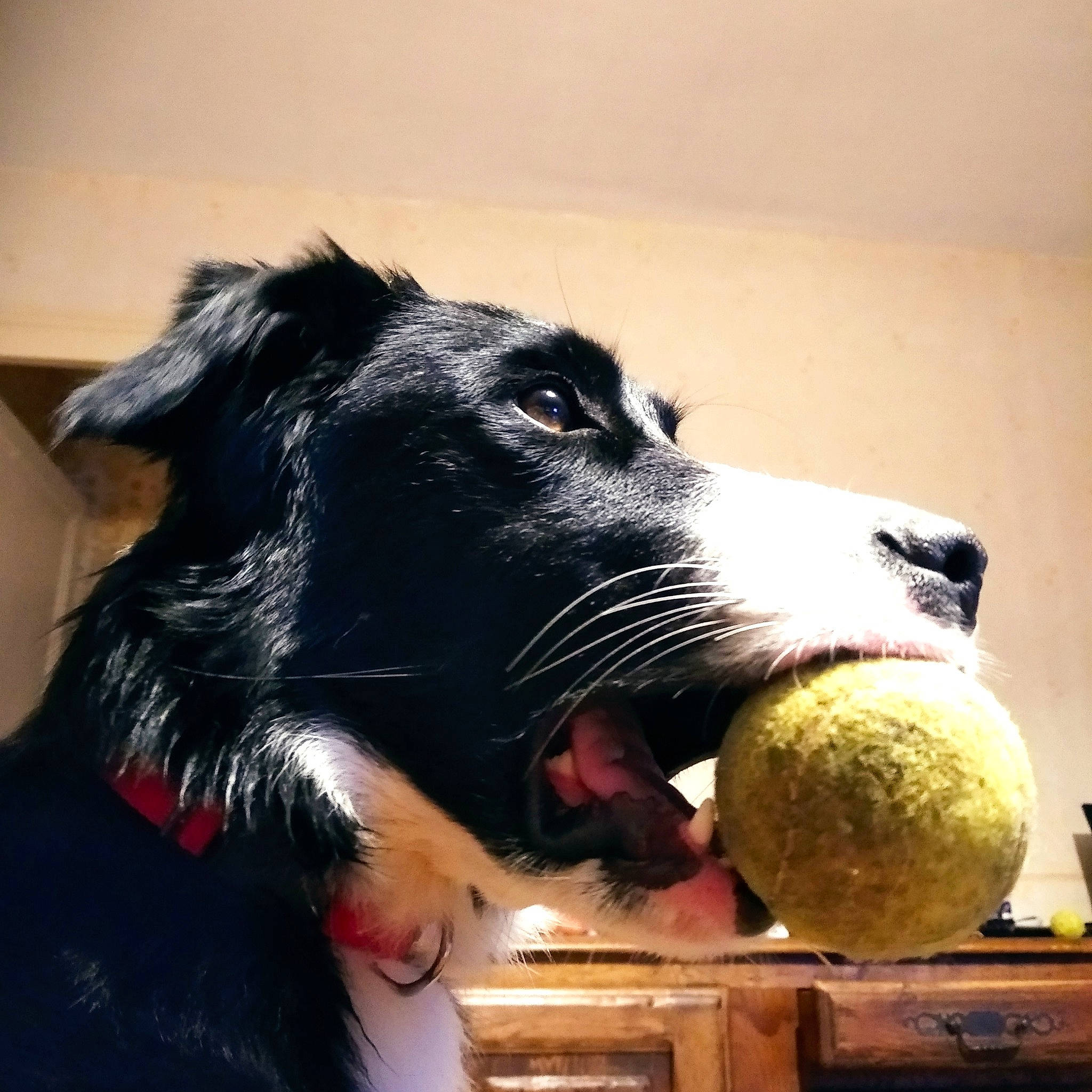 Dream participe au concours pour gagner de l'argent avec cette photo : ball, canidae, carnivore, companion_dog, dog, dog_breed, dog_collar, fur, snout, sporting_group, whiskers, working_animal, working_dog