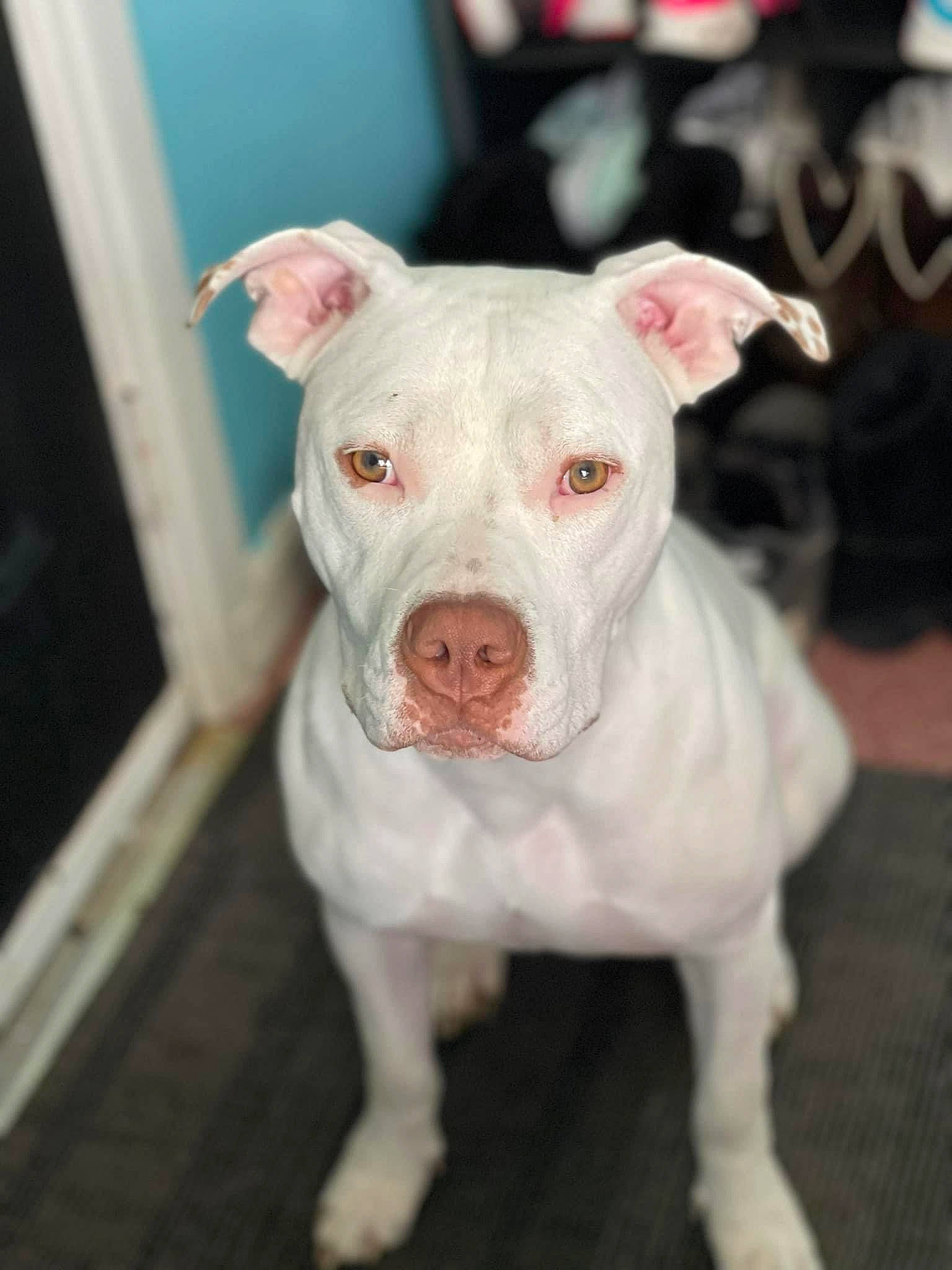 Sugar is registered to the contest to win money with this photo: canidae, carnivore, collar, companion_dog, cordoba_fighting_dog, dog, dog_breed, dog_collar, fawn, fur, non_sporting_group, snout, sporting_group, whiskers, working_animal