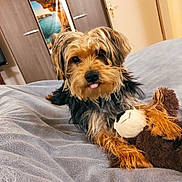 Todd a rejoint le concours — aidez-le/la à gagner de superbes lots ! dog, toy, plush, blanket, bed, indoor, cute, pet, fur, animal, tongue, brown, black, small_dog, portrait, cozy, home, relaxed, stuffed_animal, lying_down
