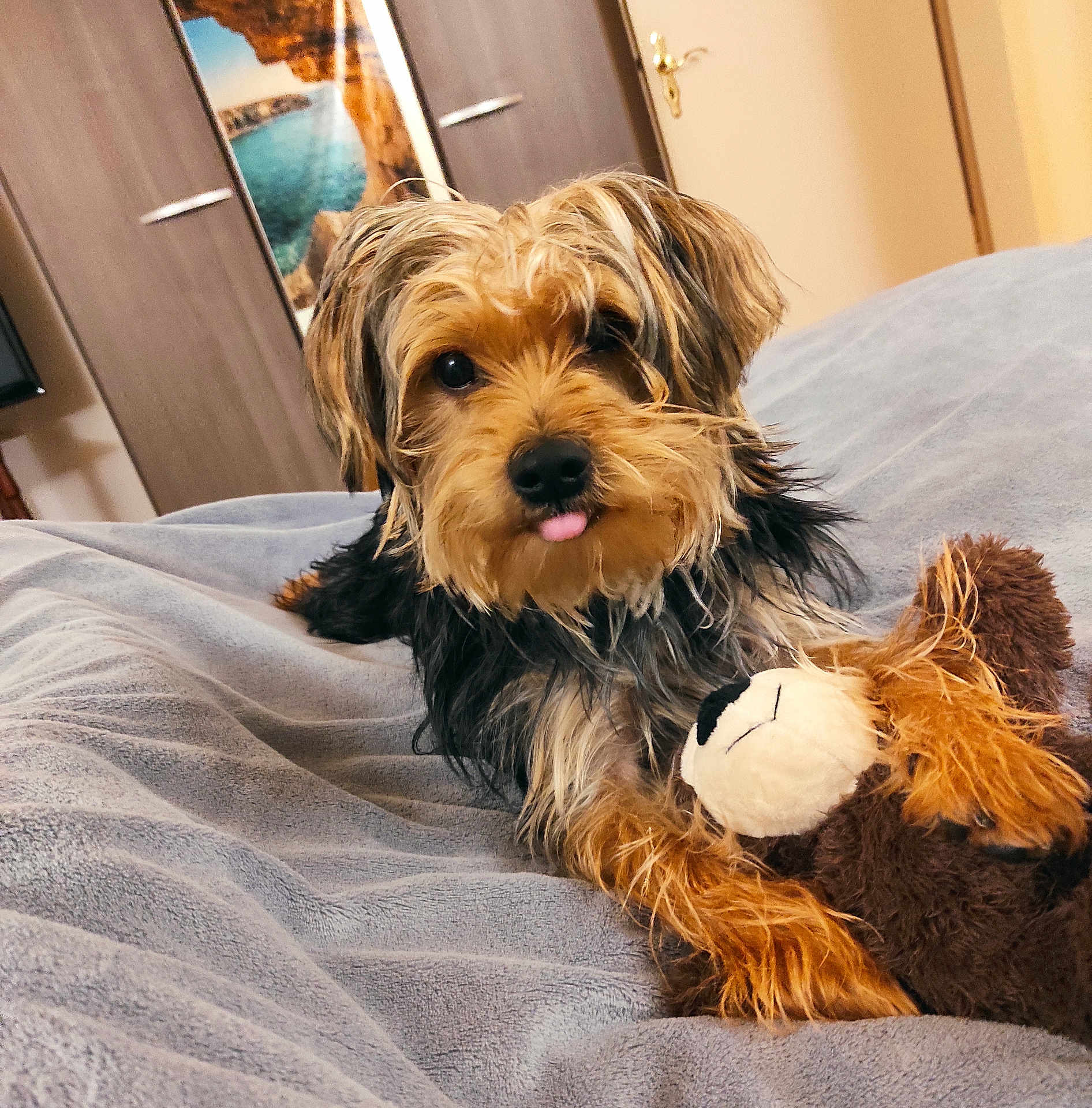 Todd a rejoint le concours — aidez-le/la à gagner de superbes lots ! dog, toy, plush, blanket, bed, indoor, cute, pet, fur, animal, tongue, brown, black, small_dog, portrait, cozy, home, relaxed, stuffed_animal, lying_down