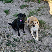 Ammo joined the competition — help win amazing prizes! black_dog, yellow_dog, dog, pets, outdoor, grass, dirt, gravel, sunlight, shadow, animals, canine, collar, sitting, lying, nature, ground, playful, resting, friendship