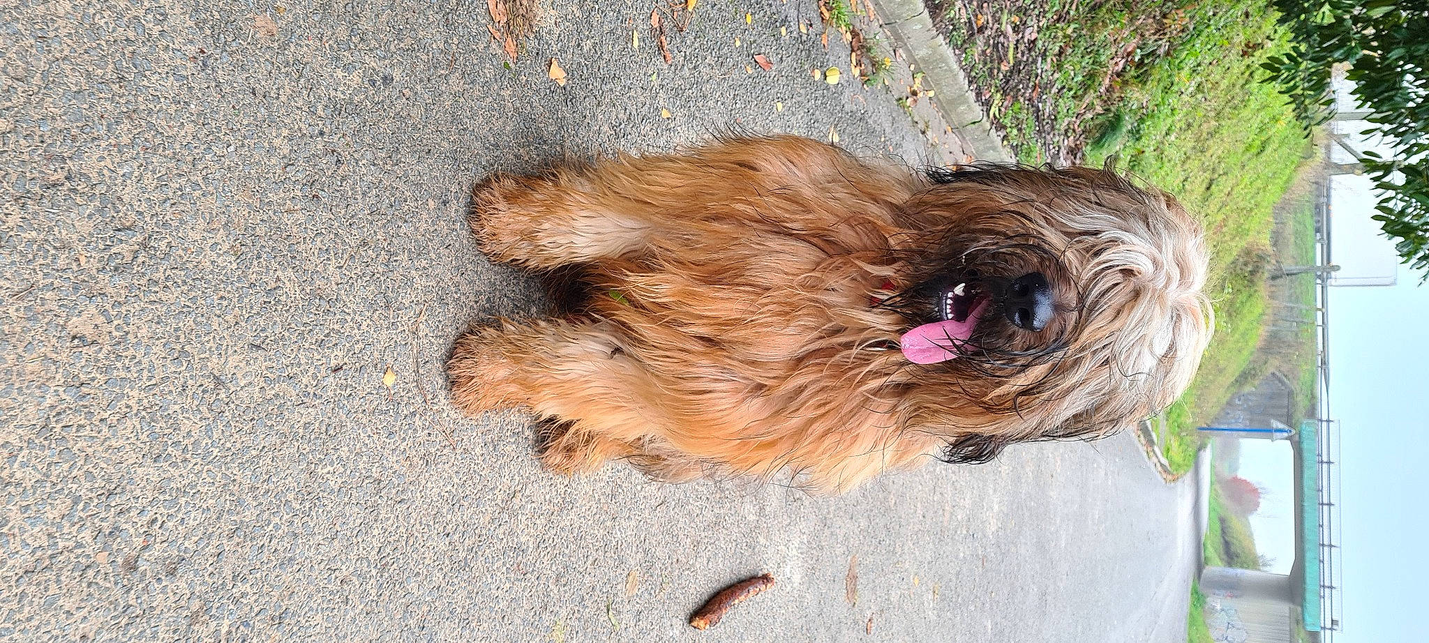 Scott a rejoint le concours — aidez-le/la à gagner de superbes lots ! carnivore, collar, companion_dog, dog, dog_breed, dog_supply, fawn, fur, liver, road_surface, small_terrier, soil, sporting_group, tail, terrestrial_animal, terrier, toy_dog, water_dog, wood, working_animal