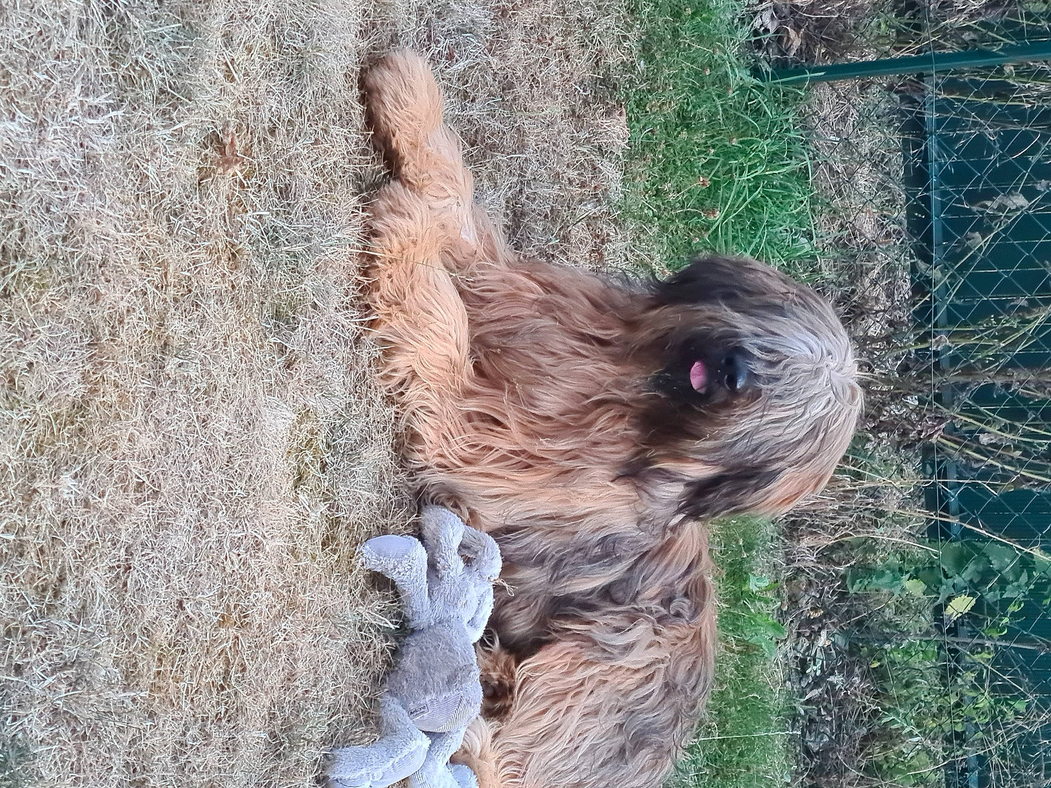 Scott a rejoint le concours — aidez-le/la à gagner de superbes lots ! art, canidae, carnivore, dog, dog_breed, fawn, fur, grass, liver, plant, sloth, snout, soil, sporting_group, terrestrial_animal, three_toed_sloth, trunk, two_toed_sloth, wildlife, wood