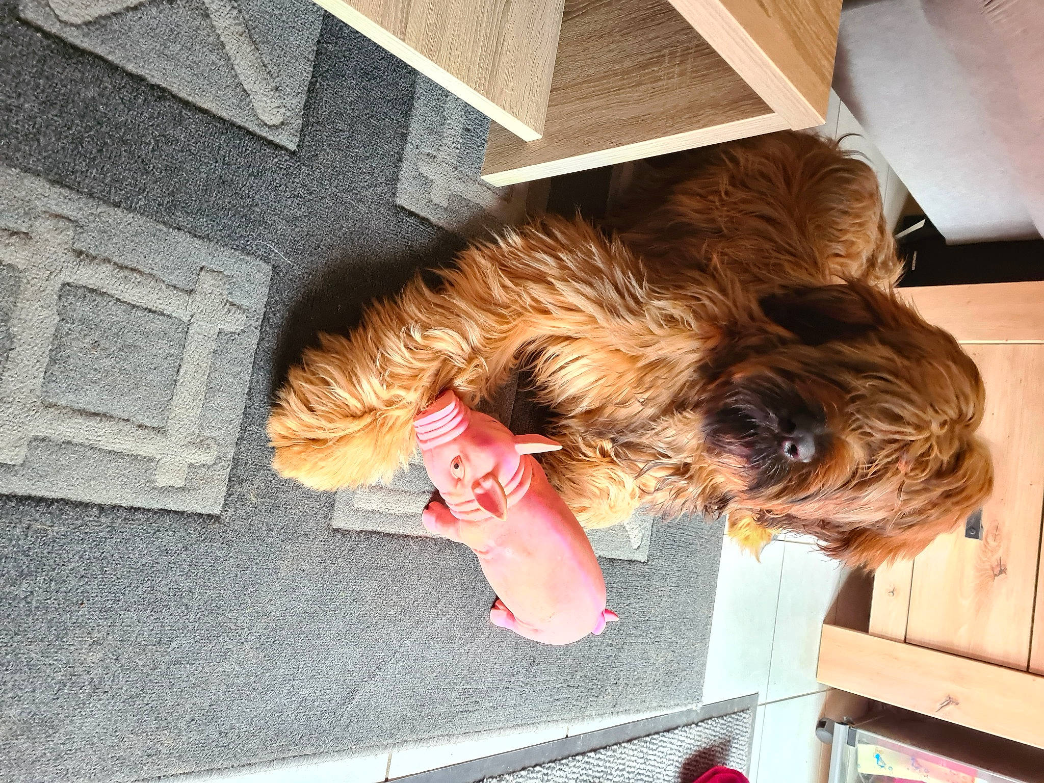 Scott a rejoint le concours — aidez-le/la à gagner de superbes lots ! canidae, carnivore, comfort, companion_dog, dog, dog_breed, dog_supply, flooring, fur, liver, nap, sitting, small_terrier, snout, sporting_group, tail, terrier, toy_dog, wood