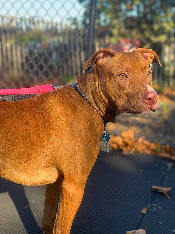 Cinnamon joined the competition — help win amazing prizes! canidae, carnivore, collar, companion_dog, dog, dog_breed, dog_collar, dog_supply, fashion_accessory, fawn, fence, leash, liver, mesh, pet_supply, snout, sporting_group, terrestrial_animal, working_animal, wrinkle