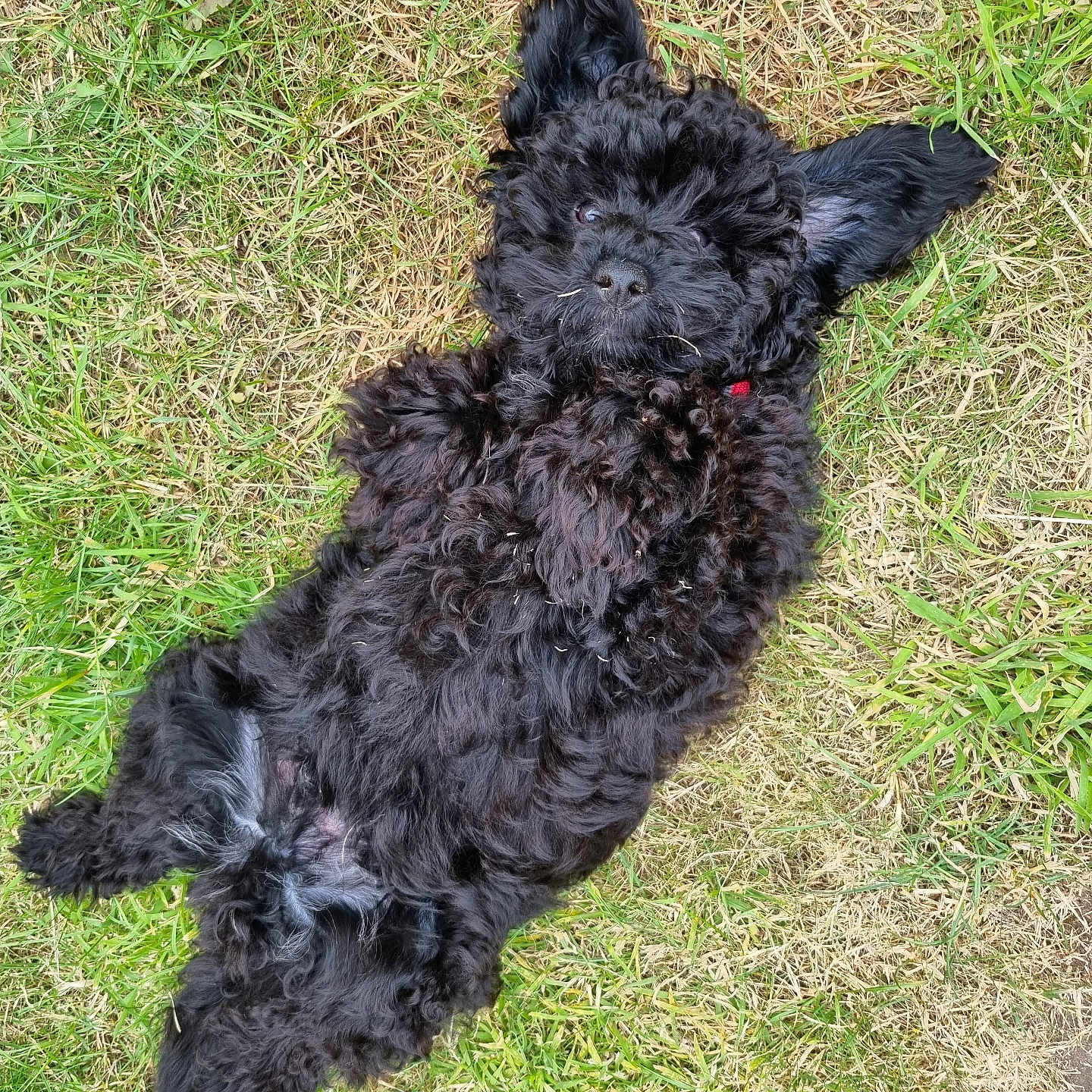Django joined the competition — help win amazing prizes! affenpinscher, animal, canine, cockerspaniel, dog, grass, pet, plant, poodle, puppy, terrier