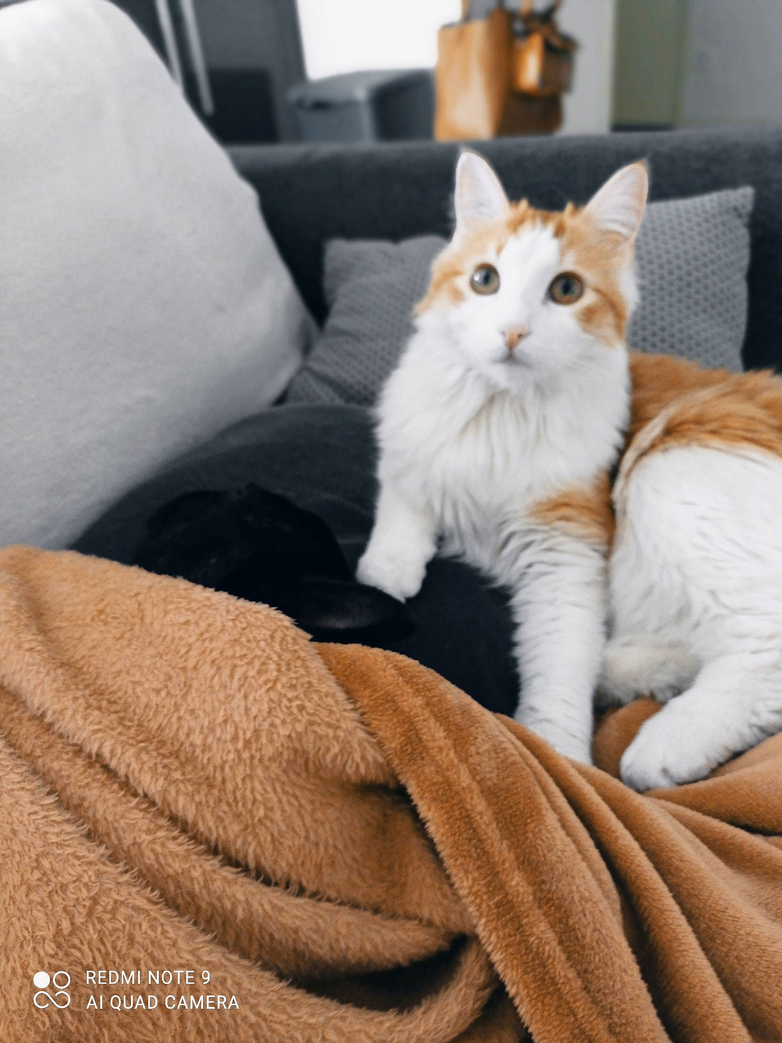Simba participe au concours pour gagner de l'argent avec cette photo : bedding, carnivore, cat, chair, comfort, couch, domestic_short_haired_cat, eye, fawn, felidae, fur, furniture, human_leg, linens, paw, sitting, small_to_medium_sized_cats, snout, tail, whiskers