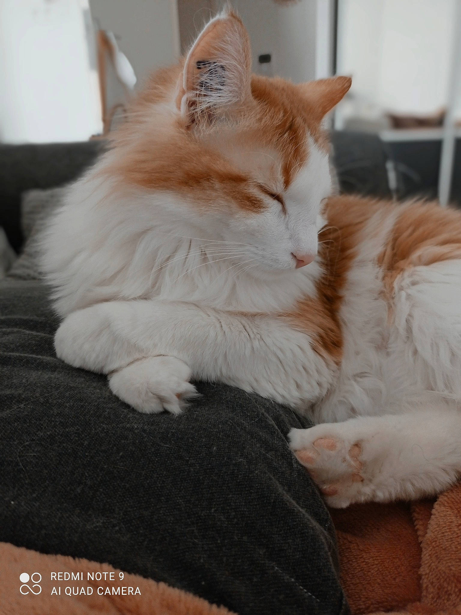 Simba a rejoint le concours — aidez-le/la à gagner de superbes lots ! carnivore, cat, claw, comfort, domestic_short_haired_cat, fawn, felidae, fur, hardwood, paw, sitting, small_to_medium_sized_cats, snout, tail, whiskers, wood