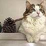 animal, branch, brown_fur, candle_holder, cat, closeup, cozy, curious, decor, domestic_cat, feline, fluffy, green_eyes, indoor, natural, pet, pinecone, still_life, white_fur, wooden_shelf