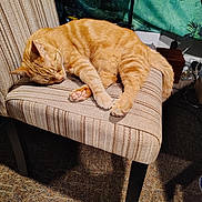 Boo Boo joined the competition — help win amazing prizes! cat, orange_tabby, sleeping, chair, striped_chair, cushion, indoor, carpet, footwear, crocs, jar, shelf, green_tapestry, tree_design, pet, feline, paw, relaxing, domestic, cozy