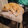 cat, orange_tabby, sleeping, chair, striped_chair, cushion, indoor, carpet, footwear, crocs, jar, shelf, green_tapestry, tree_design, pet, feline, paw, relaxing, domestic, cozy