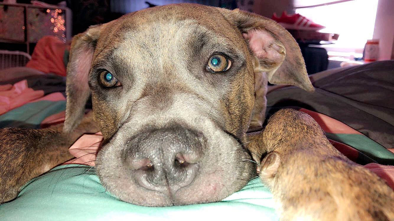 Shylo is registered to the contest to win money with this photo: canidae, carnivore, comfort, companion_dog, dog, dog_breed, fawn, fur, guard_dog, liver, non_sporting_group, snout, sporting_group, treeing_tennessee_brindle, whiskers, working_animal, wrinkle