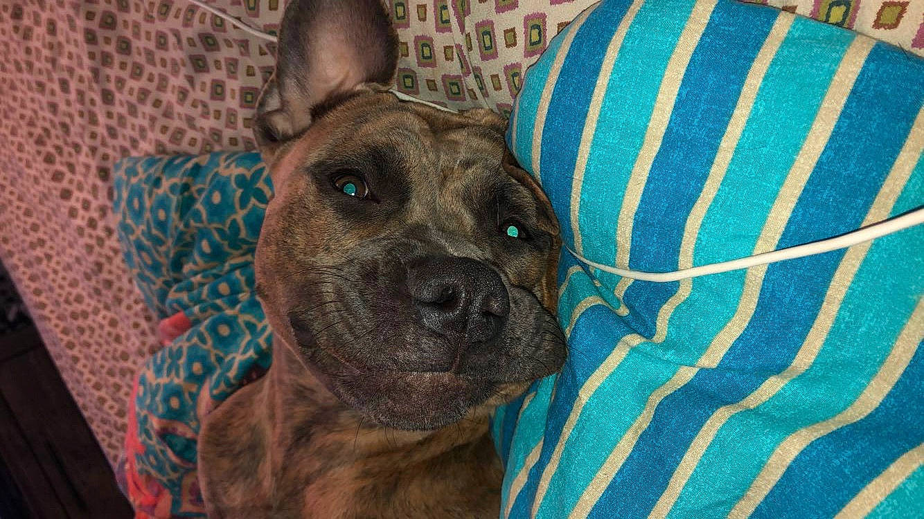 Shylo is registered to the contest to win money with this photo: ancient_dog_breeds, canidae, carnivore, companion_dog, dog, dog_breed, ear, electric_blue, fawn, fur, non_sporting_group, pattern, snout, sporting_group, terrestrial_animal, whiskers, working_animal, working_dog, woven_fabric, wrinkle