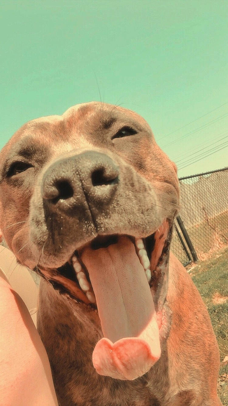 Shylo joined the competition — help win amazing prizes! carnivore, close_up, companion_dog, dog, dog_breed, fawn, grass, jaw, liver, natural_material, non_sporting_group, pet_supply, sky, snout, sporting_group, terrestrial_animal, whiskers, working_animal, working_dog, wrinkle