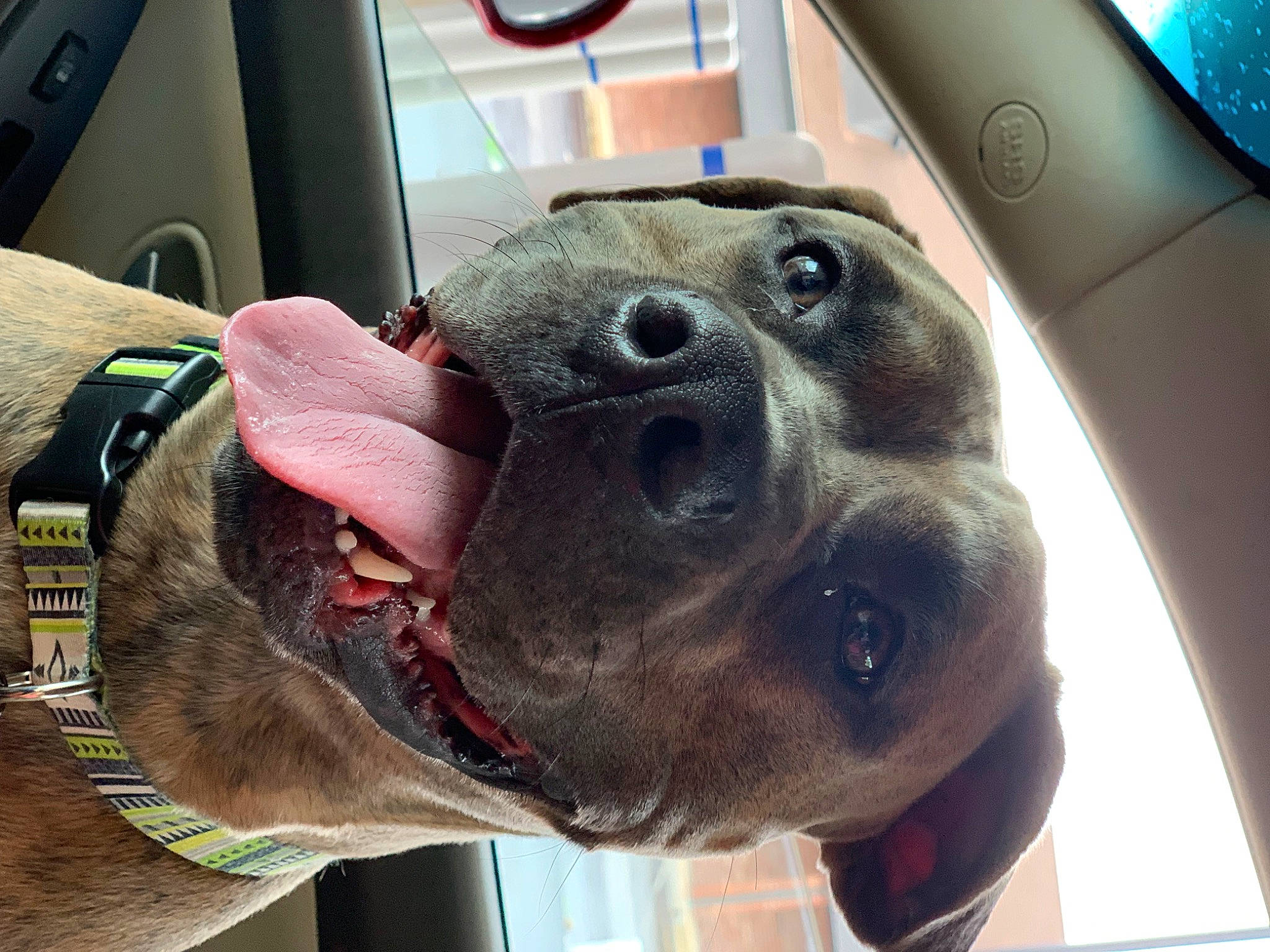 Shylo joined the competition — help win amazing prizes! auto_part, canidae, carnivore, collar, companion_dog, dog, dog_breed, dog_collar, dog_supply, ear, fawn, head, jaw, leash, pet_supply, snout, sporting_group, vehicle_door, whiskers, working_animal