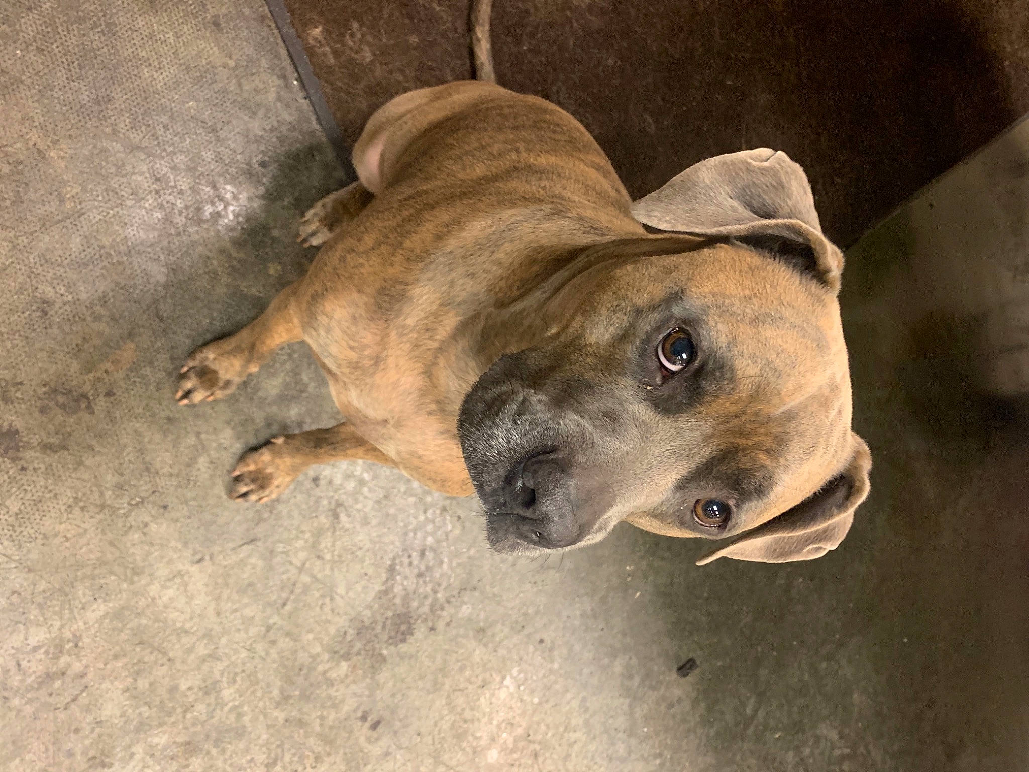 Shylo joined the competition — help win amazing prizes! canidae, carnivore, companion_dog, dog, dog_breed, ear, eye, fawn, non_sporting_group, paw, pet_supply, snout, sporting_group, terrestrial_animal, whiskers, wildlife, working_animal