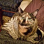 animal, blanket, carpet, cat, couch, cozy, ears, eyes, fur, furniture, home, indoor, looking_up, pattern, pet, sitting, table, tail, tortoiseshell, whiskers