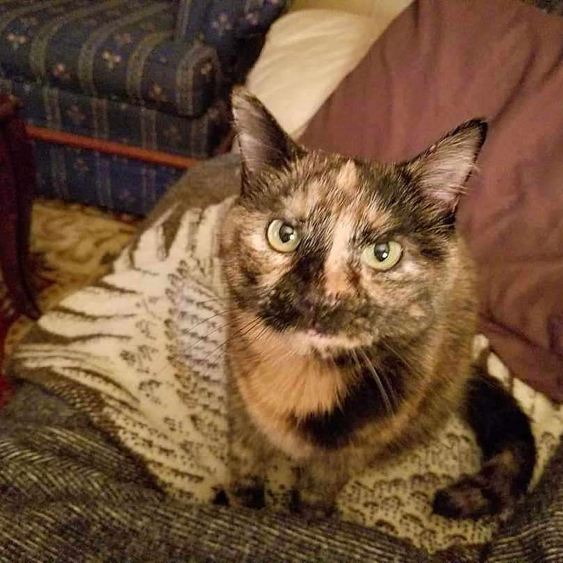 Tassie joined the competition — help win amazing prizes! animal, blanket, carpet, cat, couch, cozy, ears, eyes, fur, furniture, home, indoor, looking_up, pattern, pet, sitting, table, tail, tortoiseshell, whiskers