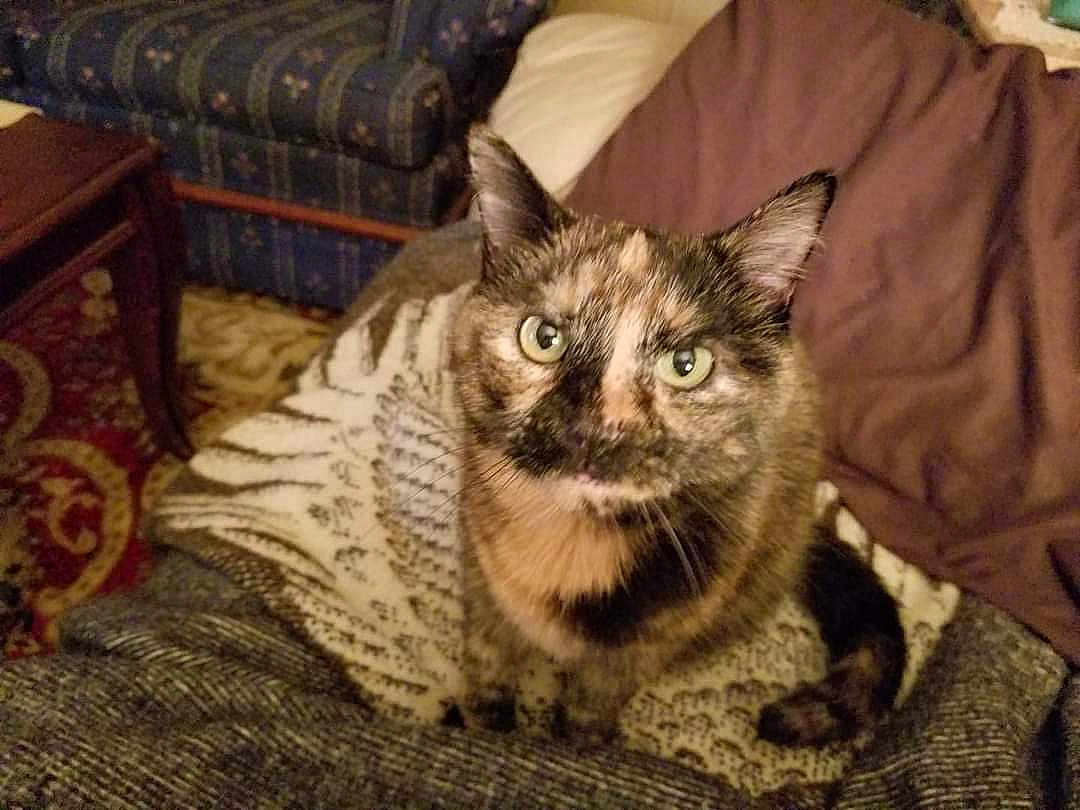 Tassie joined the competition — help win amazing prizes! animal, blanket, carpet, cat, couch, cozy, ears, eyes, fur, furniture, home, indoor, looking_up, pattern, pet, sitting, table, tail, tortoiseshell, whiskers