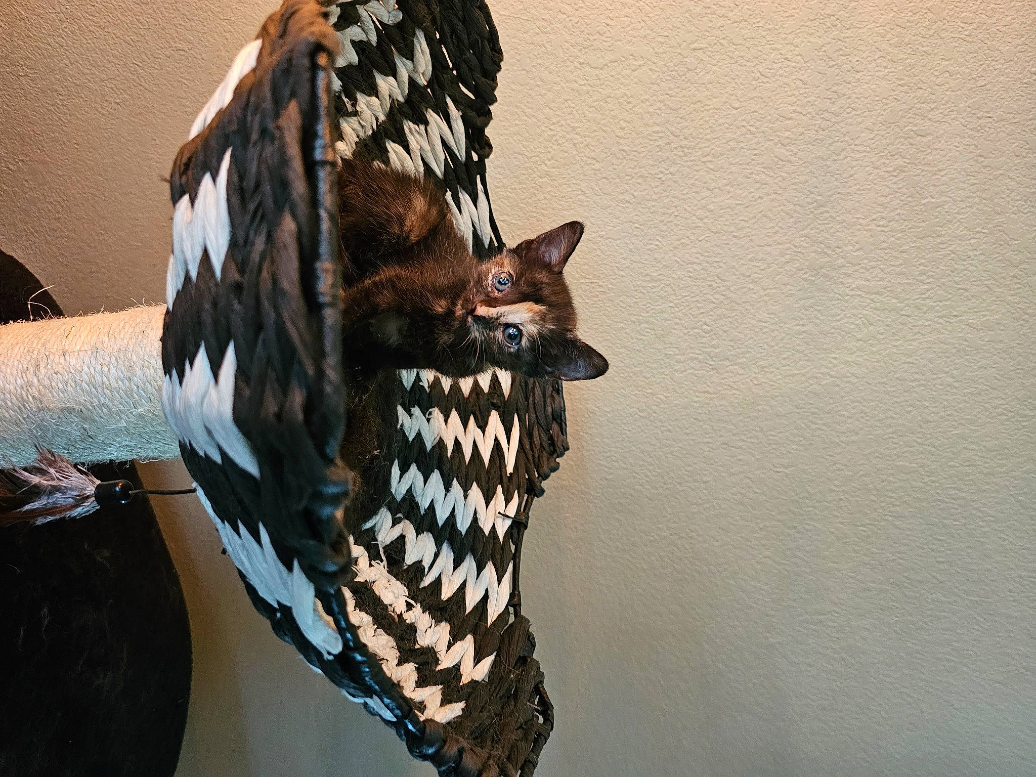 Harvey is registered to the contest to win money with this photo: art, canidae, carnivore, dog, fashion_accessory, fawn, feather, felidae, fur, owl, pattern, sculpture, small_to_medium_sized_cats, snout, tail, terrestrial_animal, tree, whiskers, wildlife, wood