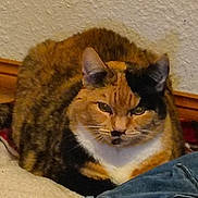 Bitty Boo joined the competition — help win amazing prizes! cat, calico, feline, pet, indoor, carpet, floor, fur, animal, whiskers, ears, eyes, resting, closeup, domestic, mammal, cute, household, denim, wood
