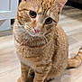 cat, ginger_cat, tabby, pet, feline, indoor, wood_floor, whiskers, ears, eyes, paws, portrait, close_up, curious, cute, sitting, fur, nose, cabinet, flooring