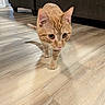 Tootie joined the competition — help win amazing prizes! animal, cat, closeup, couch, curious, ears, eyes, feline, indoor, kitten, living_room, natural_light, nose, orange_tabby, pet, portrait, striped_fur, walking, whiskers, wooden_floor