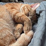 Tootie is registered to the contest to win money with this photo:  curled_up, bed, blanket, cat, close_up, cozy, cute, ears, feline, fur, ginger_cat, indoors, nap, orange_fur, paws, pet, portrait, relaxed, sleeping, whiskers