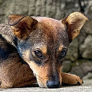 Aïko participe au concours pour gagner de l'argent avec cette photo : dog, animal, pet, close_up, brown, ears, face, outdoor, resting, fur, canine, looking, portrait, expression, nature, ground, muzzle, snout, eyes, side_view