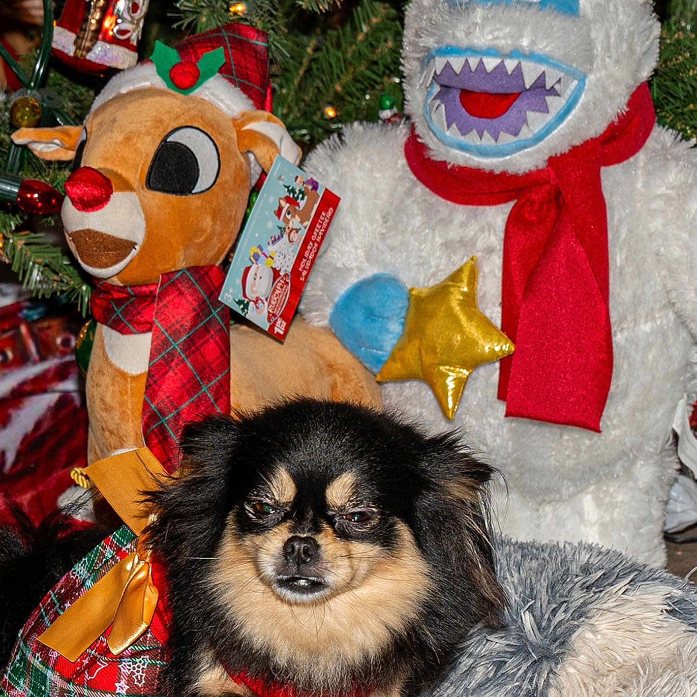 Sheba joined the competition — help win amazing prizes! animal, canine, clothing, couch, dog, face, furniture, hat, head, nature, outdoors, person, pet, plush, puppy, snow, snowman, teddybear, toy, winter