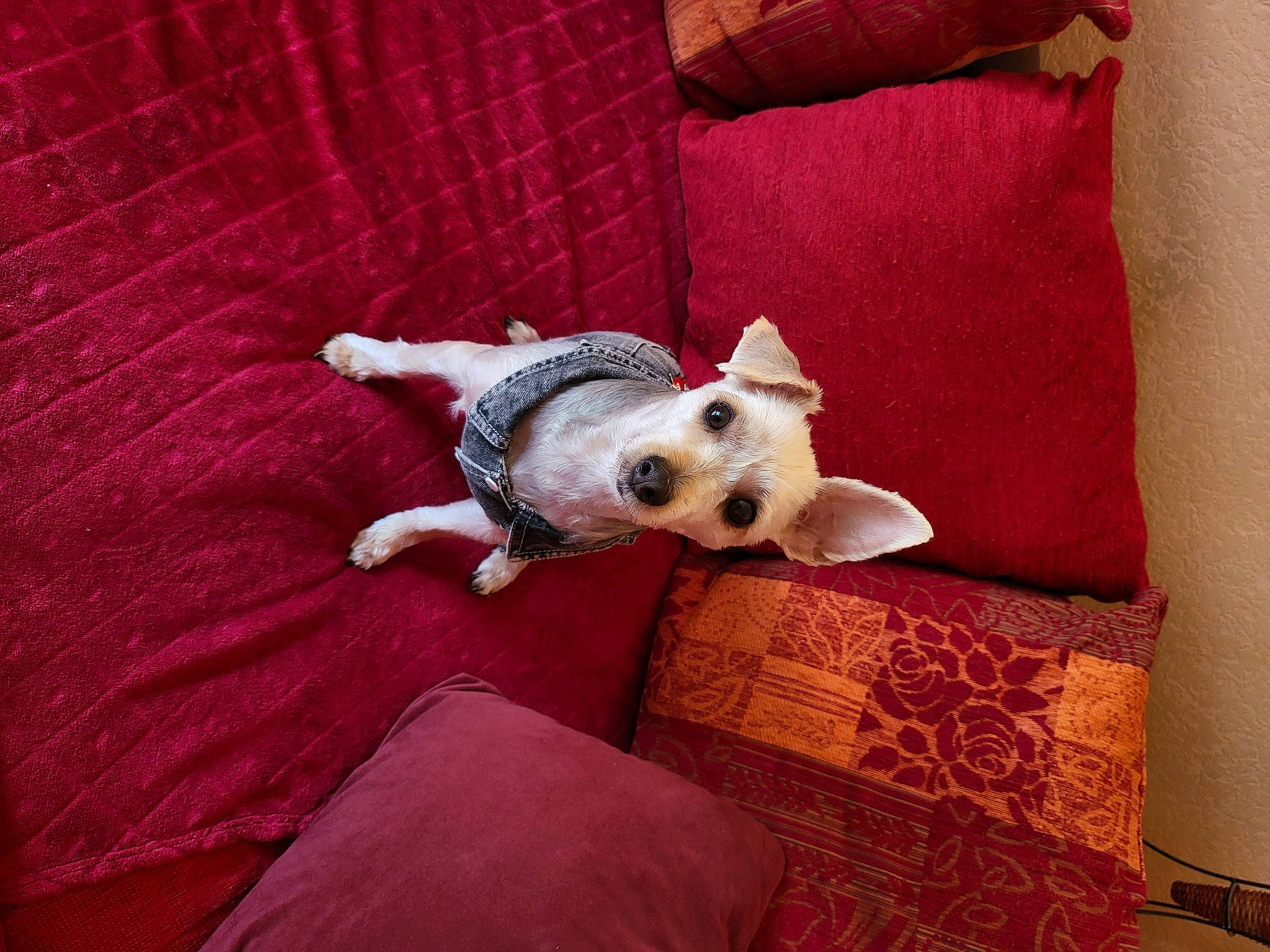 Perle participe au concours pour gagner de l'argent avec cette photo : carnivore, comfort, companion_dog, couch, dog, dog_breed, dog_clothes, dog_supply, fawn, flooring, fur, linens, pillow, room, snout, sporting_group, tail, throw_pillow, toy_dog, wood