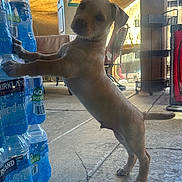 Luka is registered to the contest to win money with this photo: puppy, dog, bottled_water, stack, concrete_floor, outdoor, shade, sunlight, curious, standing, leaning, canopy, pet, young_dog, animal, four_legs, tail, ears, background_furniture, daylight