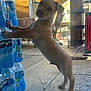 puppy, dog, bottled_water, stack, concrete_floor, outdoor, shade, sunlight, curious, standing, leaning, canopy, pet, young_dog, animal, four_legs, tail, ears, background_furniture, daylight