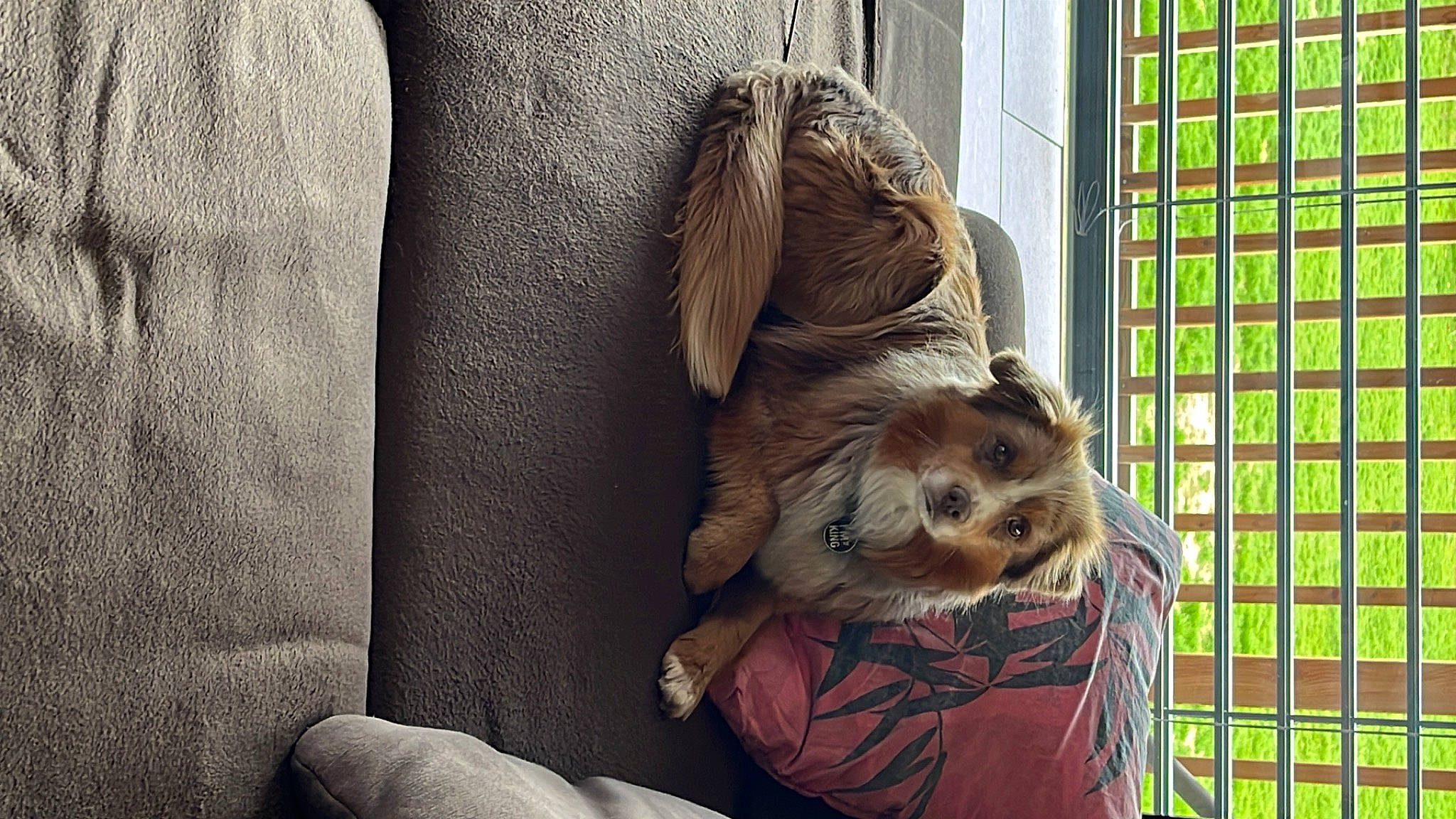 Sydney participe au concours pour gagner de l'argent avec cette photo : animal_shelter, canidae, carnivore, comfort, companion_dog, dog, dog_breed, dog_crate, dog_supply, fawn, felidae, fur, liver, mesh, pet_supply, snout, sporting_group, toy_dog, whiskers, window