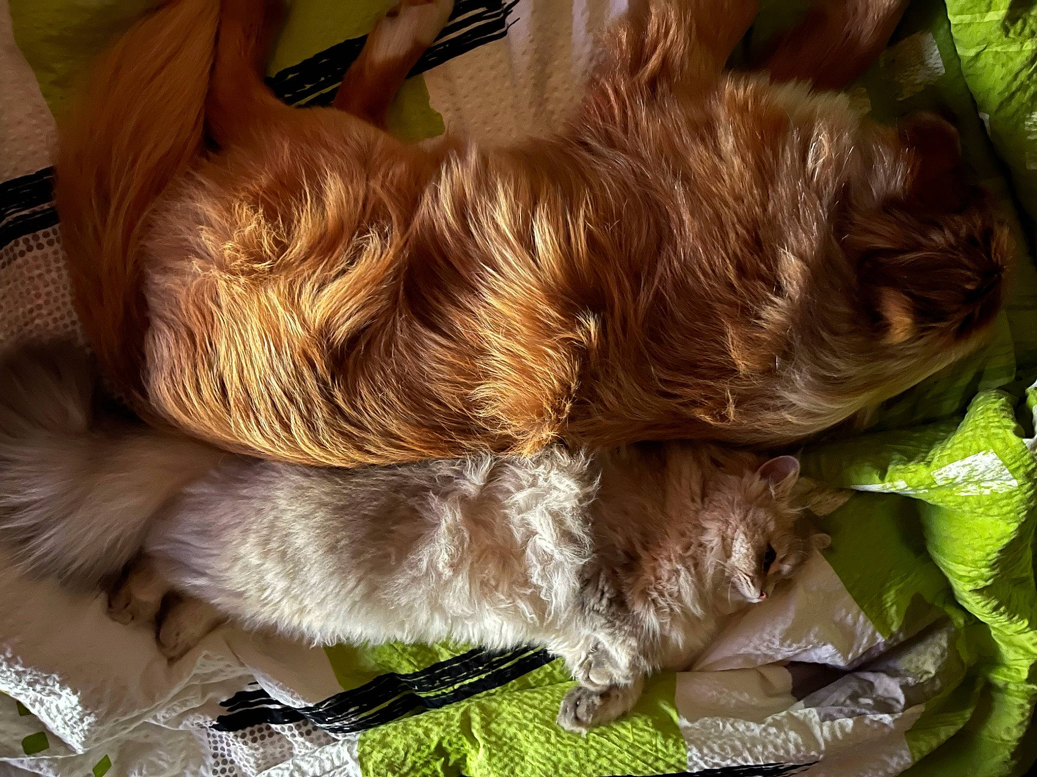 Sydney a rejoint le concours — aidez-le/la à gagner de superbes lots ! canidae, carnivore, claw, companion_dog, dog, dog_breed, fawn, felidae, fur, liver, nap, paw, small_to_medium_sized_cats, sporting_group, tail, thread, whiskers, wool, working_animal