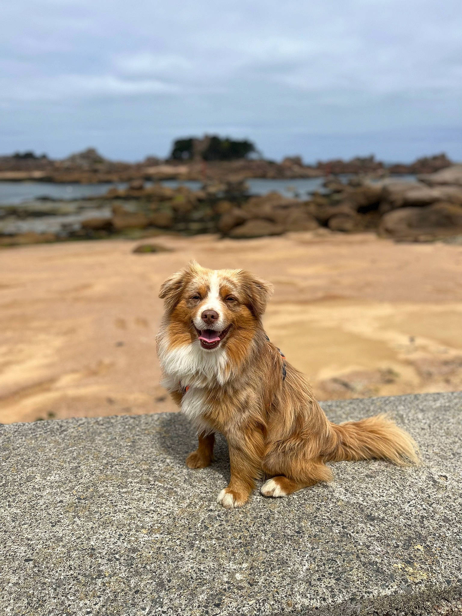 Sydney a rejoint le concours — aidez-le/la à gagner de superbes lots ! beach, canidae, carnivore, cavalier_king_charles_spaniel, cloud, companion_dog, dog, dog_breed, fawn, fur, horizon, king_charles_spaniel, landscape, sky, snout, soil, sporting_group, tail, water, wood