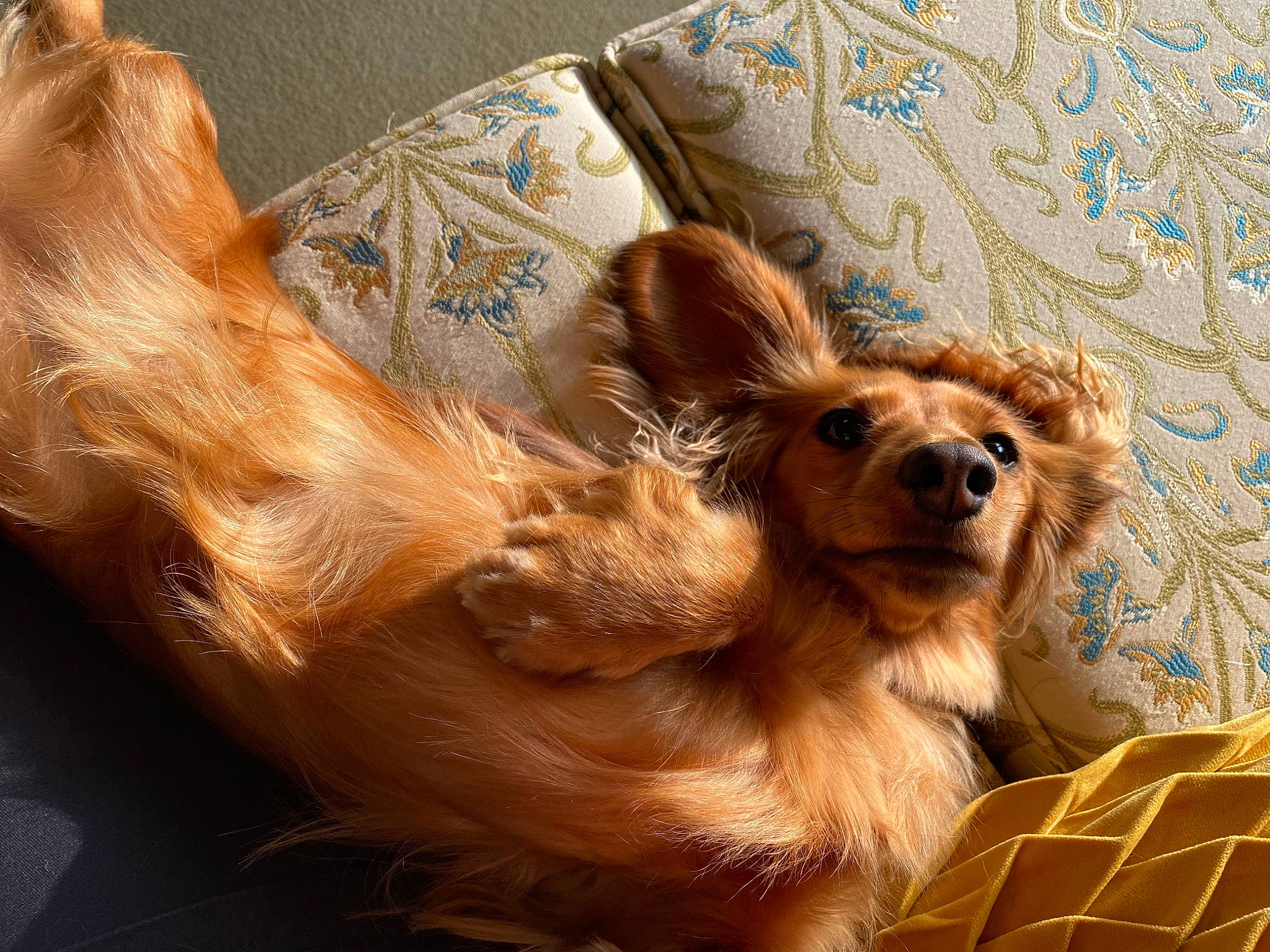 Tilly joined the competition — help win amazing prizes! canidae, carnivore, companion_dog, dog, dog_breed, dog_supply, fawn, fur, liver, paw, pet_supply, snout, spaniel, sporting_group, terrestrial_animal, tibetan_spaniel, toy_dog, volpino_italiano, whiskers, working_animal