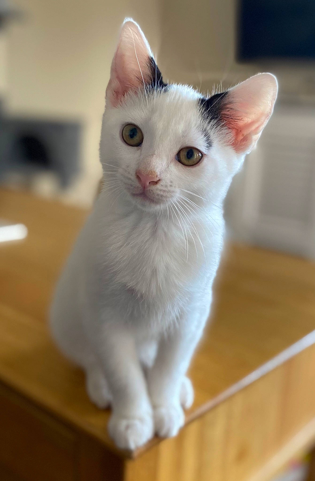 Smudge is registered to the contest to win money with this photo: carnivore, cat, collar, domestic_short_haired_cat, fawn, felidae, flooring, fur, hardwood, paw, pet_supply, small_to_medium_sized_cats, snout, table, tail, varnish, whiskers, wood