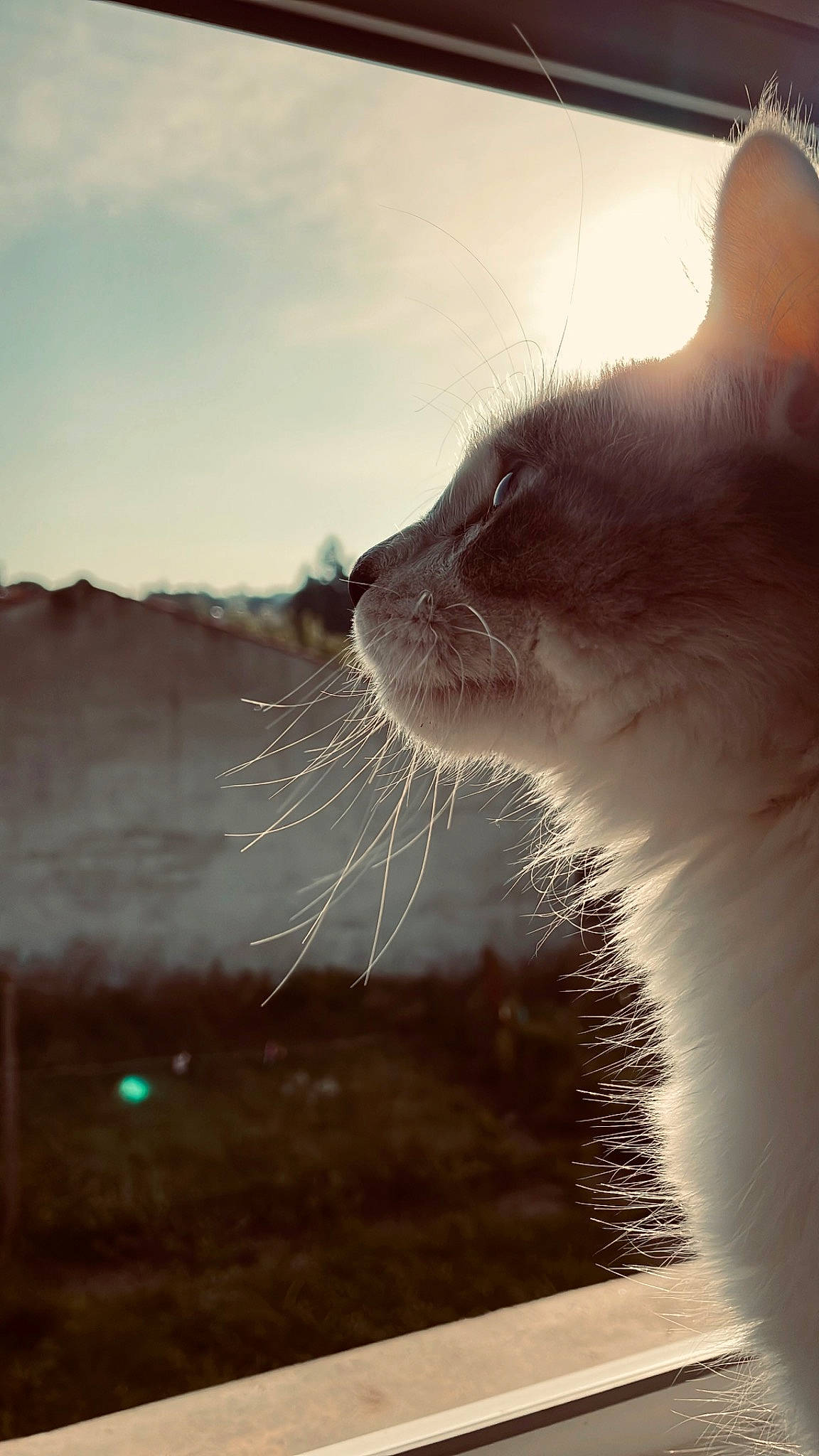 Skaï a rejoint le concours — aidez-le/la à gagner de superbes lots ! carnivore, cat, close_up, cloud, domestic_short_haired_cat, fawn, felidae, fur, iris, monochrome_photography, paw, sky, small_to_medium_sized_cats, snout, tail, terrestrial_animal, thai, whiskers, wildlife, window