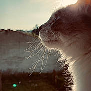 Skaï participe au concours pour gagner de l'argent avec cette photo : animal, cat, close_up, contemplative, daylight, domestic_cat, feline, fur, mammal, nature, outdoor, pet, portrait, profile, quiet, side_view, soft_light, sunlight, whiskers, window