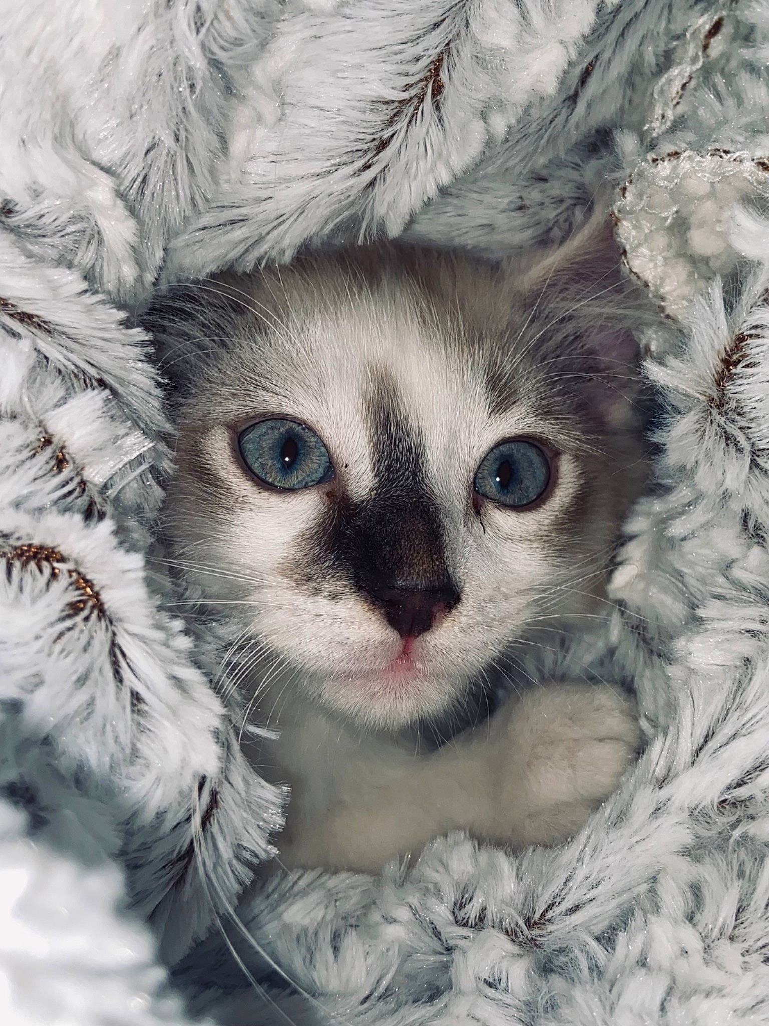 Skaï participe au concours pour gagner de l'argent avec cette photo : art, art_paint, artwork, carnivore, cat, close_up, creative_arts, domestic_short_haired_cat, drawing, felidae, fur, illustration, iris, painting, pattern, small_to_medium_sized_cats, snout, terrestrial_animal, visual_arts, whiskers