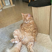 Tïga participe au concours pour gagner de l'argent avec cette photo : animal, cat, closed_eyes, cozy, cute, domestic_cat, fluffy, furniture, indoor, long_tail, mammal, orange_cat, paws, pet, relaxed, resting, rug, sleeping, soft, whiskers