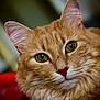 Tïga participe au concours pour gagner de l'argent avec cette photo : animal, calm, cat, close_up, curious, cute, detailed, domestic_cat, face, feline, fur, ginger_cat, green_eyes, indoors, looking_at_camera, mammal, pet, portrait, soft_background, whiskers