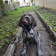 Baiko participe au concours pour gagner de l'argent avec cette photo : animal, canine, collar, cute, dog, fence, garden, grass, greenery, nature, outdoor, path, pet, plants, playful, puppy, sidewalk, tag, tongue, young_dog