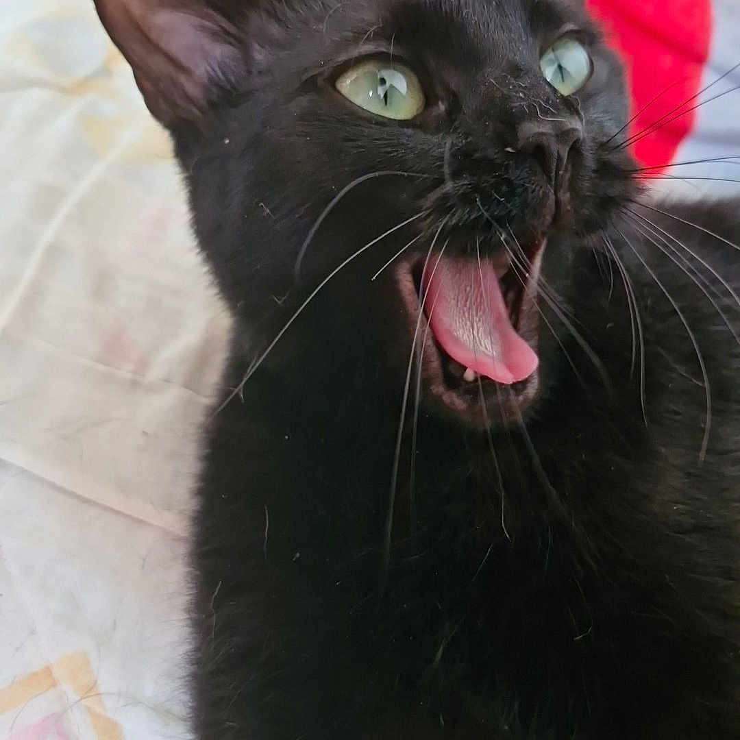 Plume participe au concours pour gagner de l'argent avec cette photo : animal, bed_sheet, black_cat, cat, close_up, cute, domestic_cat, expression, feline, fur, green_eyes, indoor, mouth_open, pet, plush_toy, portrait, red_fabric, tongue, whiskers, yellow_toy