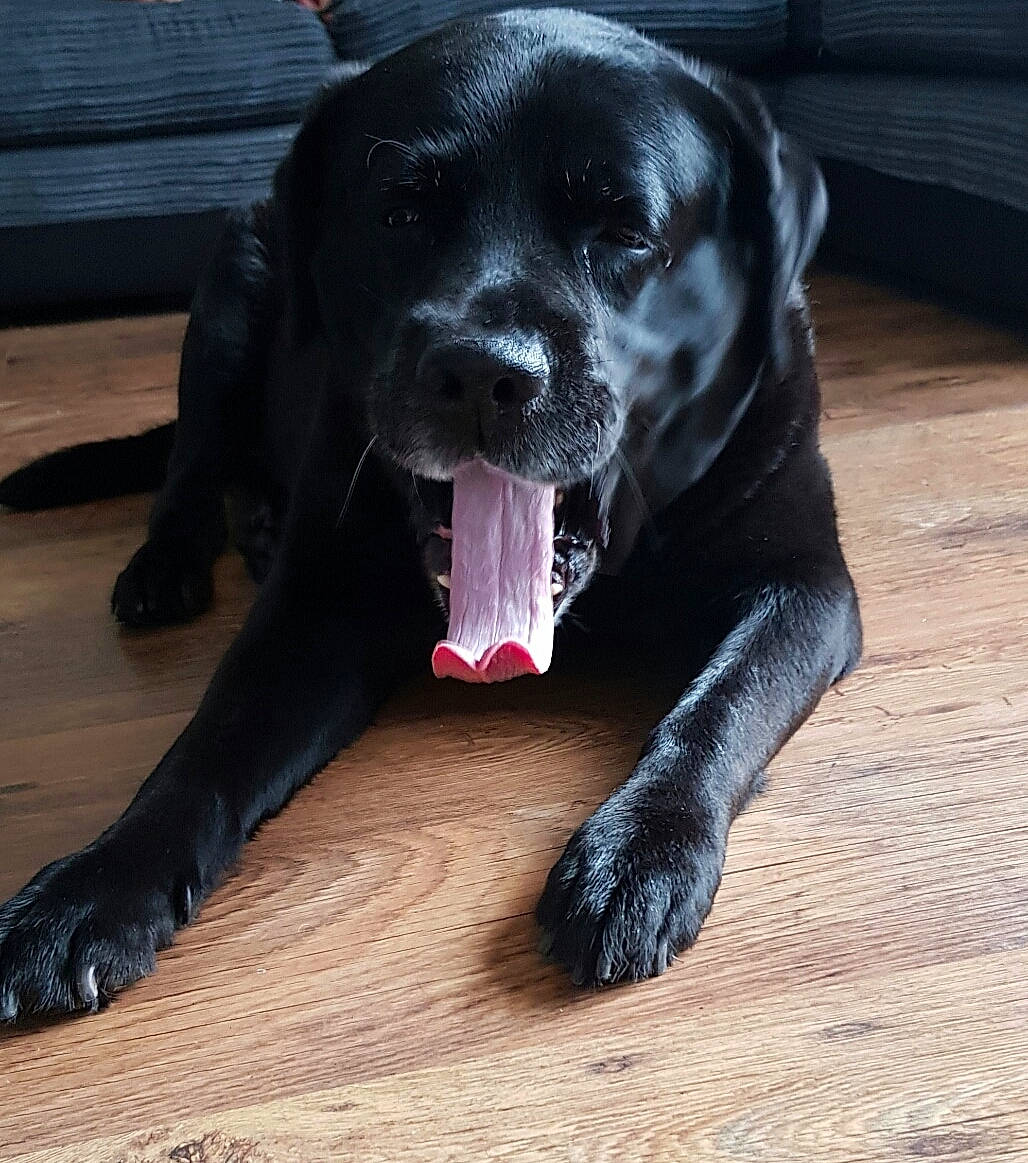 Jake is registered to the contest to win money with this photo: ball, borador, carnivore, companion_dog, dog, dog_breed, dog_collar, flooring, fur, gun_dog, hardwood, liver, retriever, snout, sporting_group, tail, terrestrial_animal, whiskers, wood, working_animal