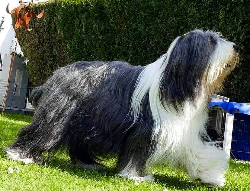 Nobilis a rejoint le concours — aidez-le/la à gagner de superbes lots ! canidae, carnivore, companion_dog, dog, dog_breed, fur, grass, herding_dog, snout, south_russian_ovcharka, sporting_group, tail, terrestrial_animal, terrier, working_animal, working_dog